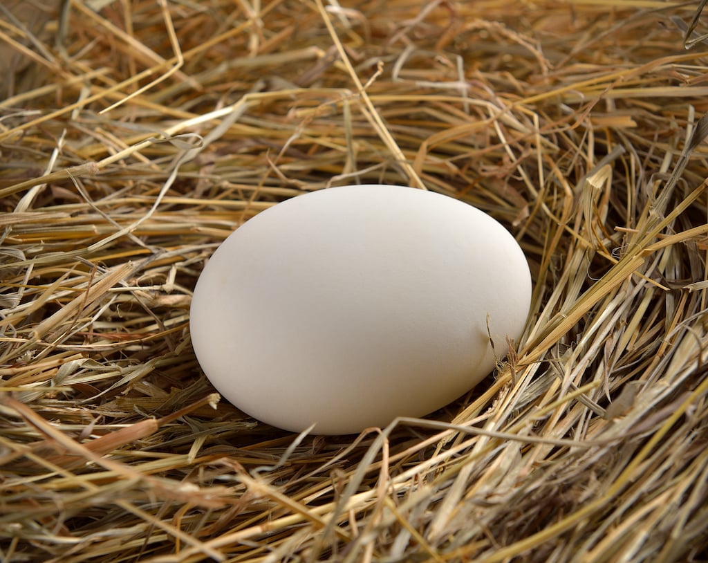 egg in nest, representing IRAs and tax savings